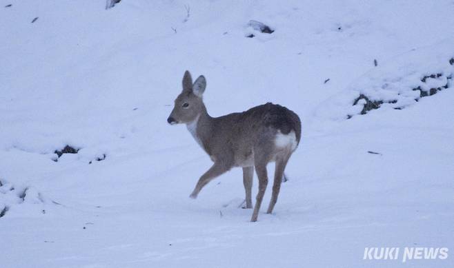 홍천의 한 들판에서 만난 어린 노루는 안타깝게도 왼쪽 앞발이 부러져 있었다. 동행한 사진가는 "아마도 사람이 놓은 덧에 걸려 빠져나오려다 변을 당한 것 같다"고 말했다.
