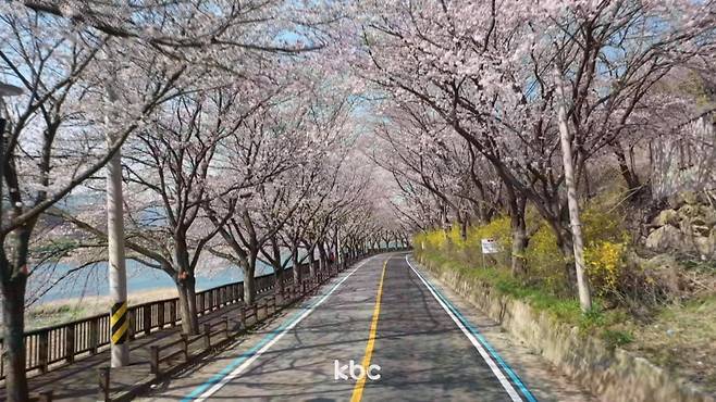 ▲ 구례 섬진강변 벚꽃 축제