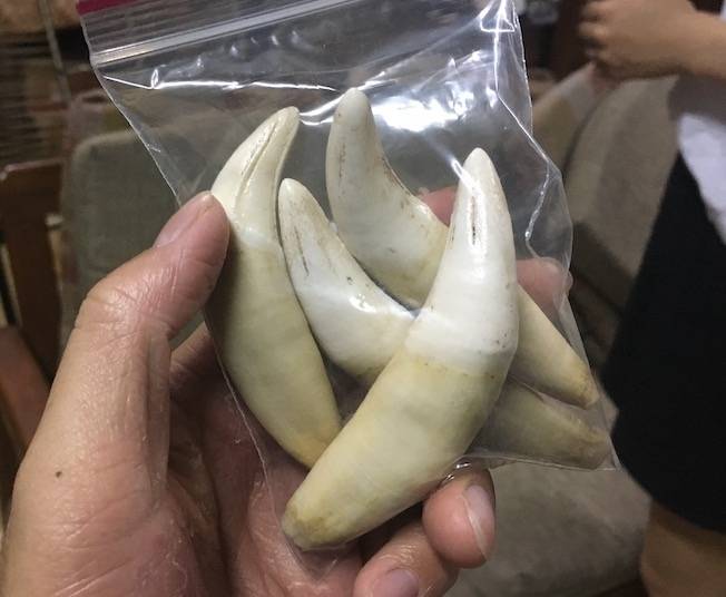 밀매되는 재규어 송곳니. [사진 = 어스리그 인터내셔널(Earth League International) 홈페이지 캡처]