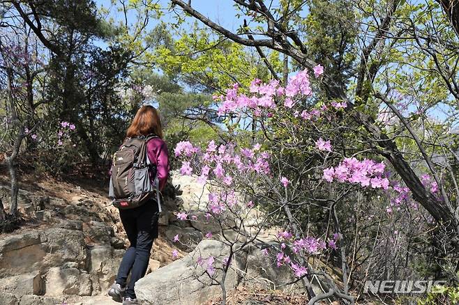 [서울=뉴시스] 북한산 진달래능선. (사진=한국관광공사 제공) 2022.04.01. photo@newsis.com *재판매 및 DB 금지