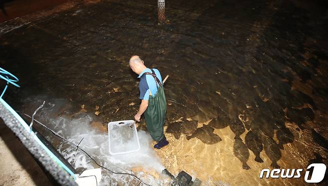 제주시 구좌읍의 한 넙치 양식장. 2023.7.12/뉴스1 ⓒ News1 오현지 기자