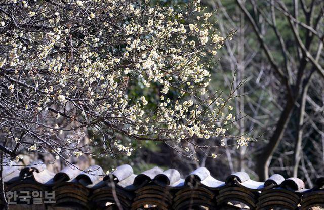 순천 금둔사 매화가 담장 위에 곱게 피어 있다.