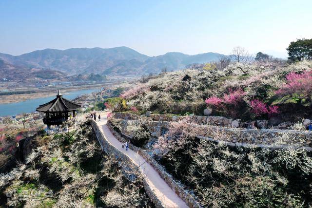 홍매화 백매화가 어우러진 광양 매화마을. 올해 매화축제는 3월 7일부터 16일까지 예정돼 있다. 한국일보 자료사진