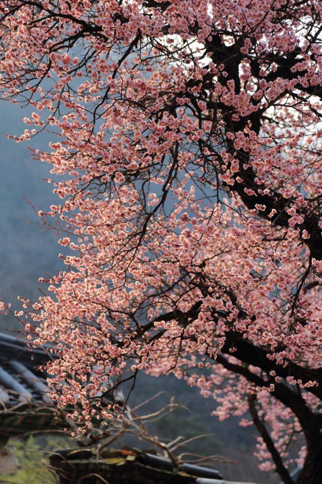 백양사 경내를 환하게 밝히고 있는 고불매. 내장산국립공원 제공