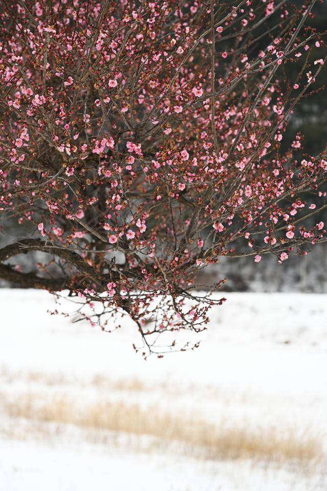 울진 산골 매화면은 눈이 잦은 지역이라 운이 좋으면 3월까지 설중매를 감상할 수 있다. 한국일보 자료사진