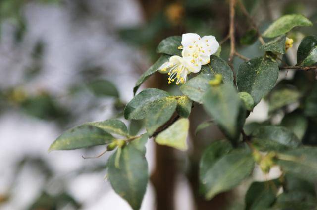 천리포수목원에서는 흰 동백을 비롯한 다양한 종류의 동백을 볼 수 있다. 천리포수목원 제공