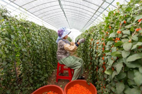 전국 구기자 생산량의 66.1%를 차지하고 있어 국내 최대 주산지인 청양구기자를 운곡면 시설하우스에서 주민들이 수확을 하고 있다.청양군 제공