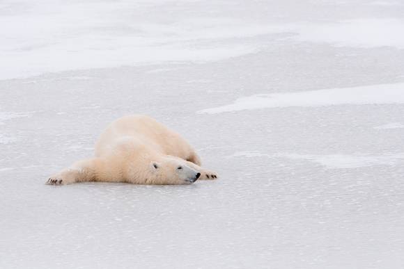 얼음 위에 누워있는 북극곰, [사진=Elisabeth Kruger/ WWF]