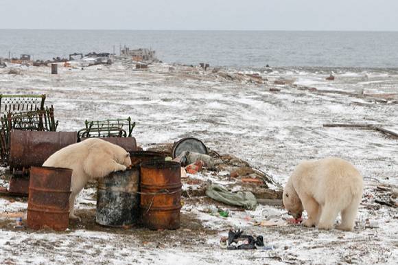 러시아 극동지역에서 북극곰이 버려진 드럼통을 뒤지고 있다. [사진= naturepl.com/ Sergey Gorshkov/ WWF]