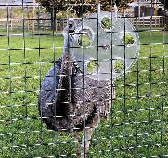 날지 못하는 새 레아가 영국 브리스틀대 연구진 실험에서 먹이를 먹기 위해 플라스틱 판을 돌리고 있다. 아예 볼트와 너트를 돌려 퍼즐을 분해하는 방식으로도 먹이를 구하는 것으로 조사됐다. /브리스틀대