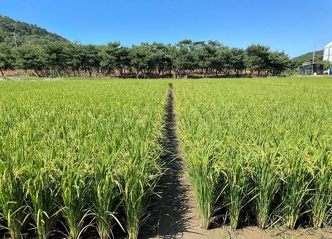 [세종=뉴시스] 농촌진흥청이 개발한 품종인 신동진1(왼쪽)과 신동진이 논에 심겨 있는 모습. (사진=농진청 제공) 2025.02.19. photo@newsis.com *재판매 및 DB 금지