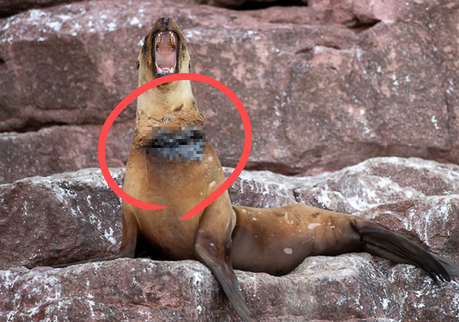 영국의 사진작가 헨리 스파이스(Henley Spiers)가 촬영한 UPY 2025년 수상작 ‘그물에 걸린 바다사자(Entangled Sea Lion)’.[UPY 홈페이지 갈무리]