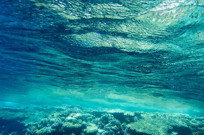 바닷속 풍경.[게티이미지뱅크]