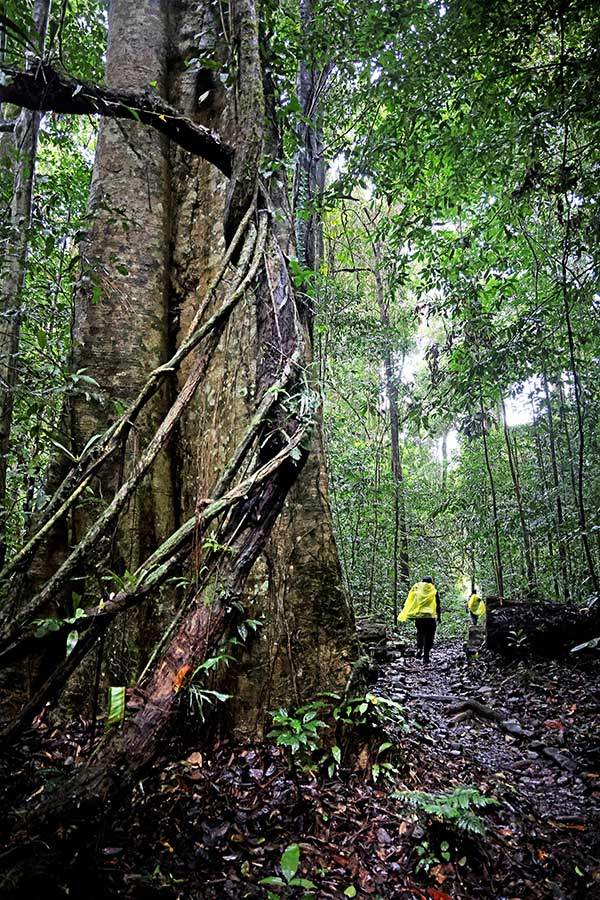 사루 피너클을 보기 위해 정글 지대를 통과하고 있다. 정글을 통과하기 전 배를 타고 40여 분 강을 거슬러 올랐다.