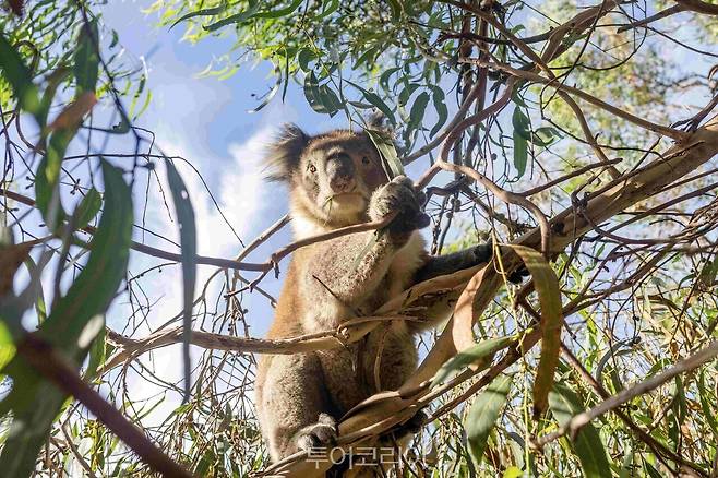 빅토리아 코알라 레이몬드 아일랜드/사진출처 – 호주관광청