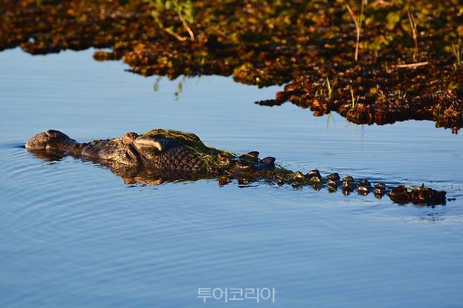 노던 테리토리 카카두 국립공원 물새와 바다악어 /사진출처 – 호주관광청