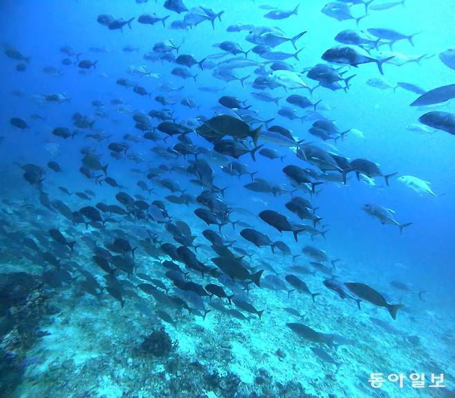 리슐리외락의 마피아 갱단.