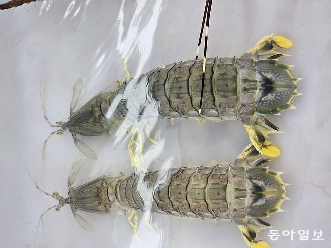 푸켓 파통비치 해산물 야시장에서 만난 만티스 새우.