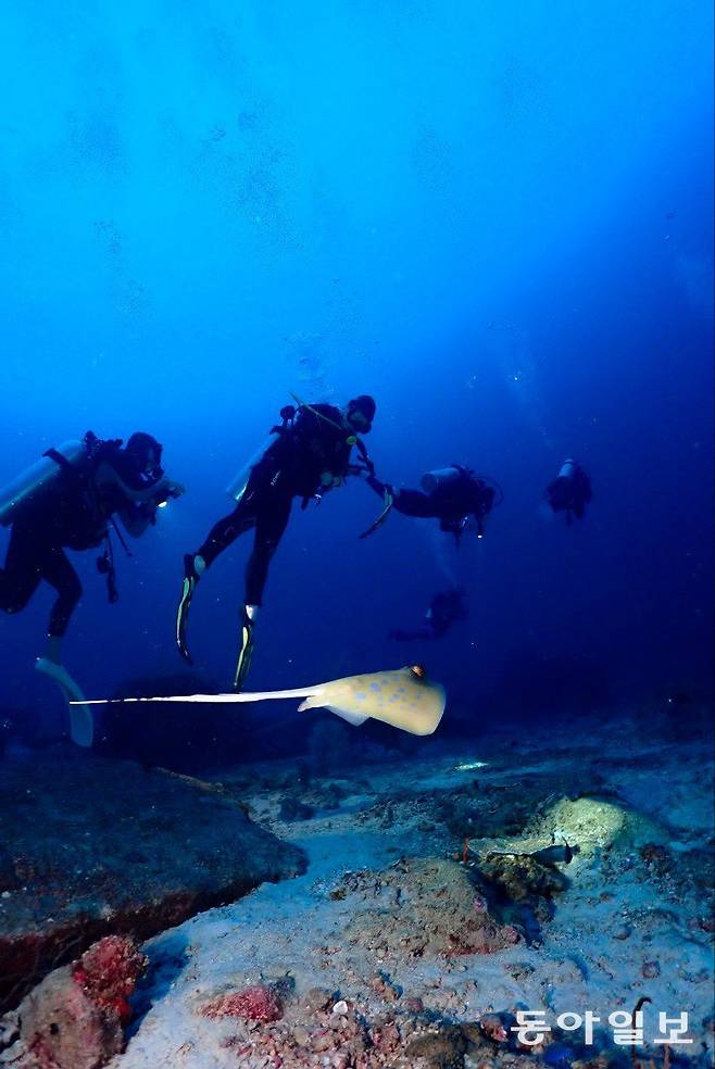 시밀란 국립공원 바닷 속 스팅레이 가오리가 헤엄치는 모습.