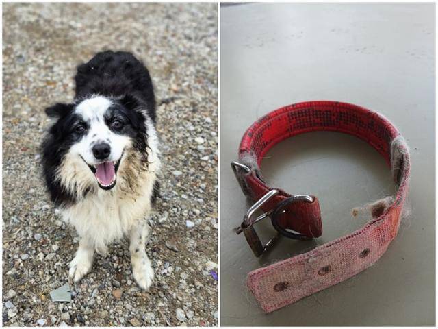 구조 당시 털이 심하게 엉켜 있던 귀남이의 모습(왼쪽)과 당시 착용하고 있던 빨간 목줄. 팅커벨프로젝트 제공