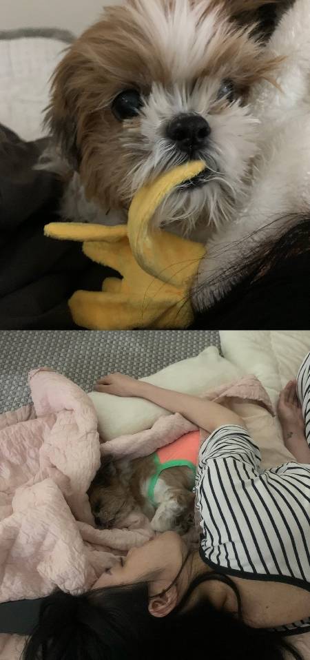 뜨거운 여름, 많은 비가 내리던 날. 휘동이가 무지개다리를 건너가던 날, 누나의 시간도 멈췄다. 털의 감촉과 안온한 내음과 뚫어질듯 바라보는 눈빛. 그 모든 게 사라진 날./사진=독자 제공