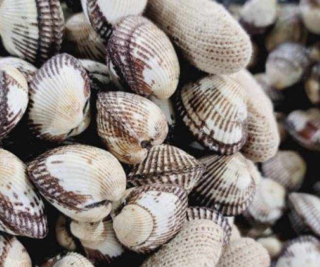 기사 내용과 무관. 벌교 꼬막 [네이버쇼핑 캡처]