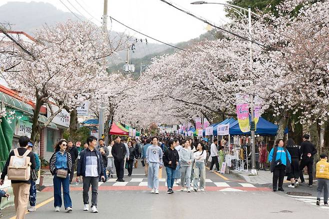 [통영=뉴시스] 신정철 기자= 제20회 통영 봉숫골 꽃나들이 축제가 벚꽃 개화시기인 오는 29~30 양일간 통영시 봉평동 봉수골 일원에서 개최될 예정이다.사진은 벚꽃이 만개한 봉수골 전경 모습.(사진=뉴시스DB).2025.03.02. sin@newsis.com *재판매 및 DB 금지