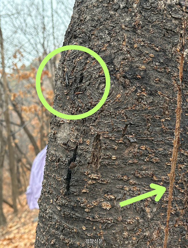 서울 은평구 봉산 한 벚나무 한쪽에는 끈끈이 롤트랩을 설치하기 위한 타카(동그라미)가 박혀있고, 한쪽에는 롤트랩을 제거하기 위한 칼집(화살표)이 나 있다. 오경민 기자