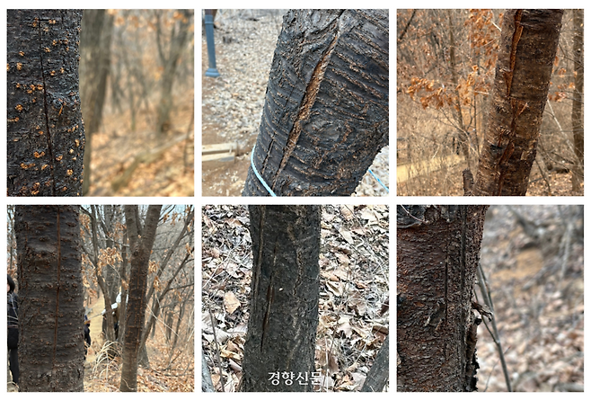 서울 은평구 봉산 등산로 인근 나무들이 끈끈이 롤트랩 제거를 위한 칼집에 상처를 입은 모습. 오경민 기자