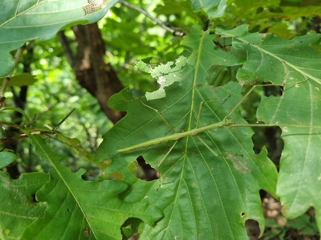 2021년 서울 은평구에서 발견된 대벌레. 네이처링·강홍구 제공