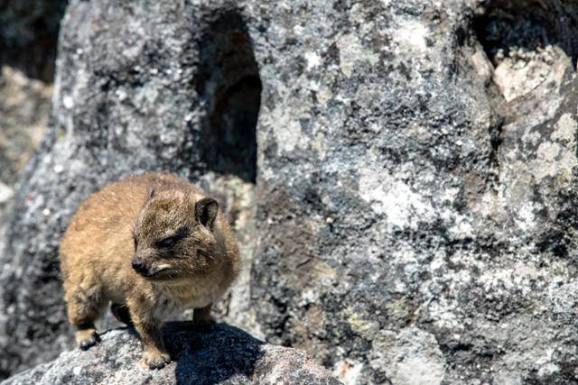 바위너구리. 게티이미지뱅크 *이해를 돕기 위한 자료 사진입니다.