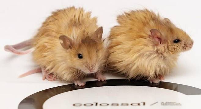 콜로설 바이오사이언스 (Colossal Biosciences)가 유전자 편집 기술을 통해 탄생시킨 털복숭이 생쥐./콜로설 바이오사이언스