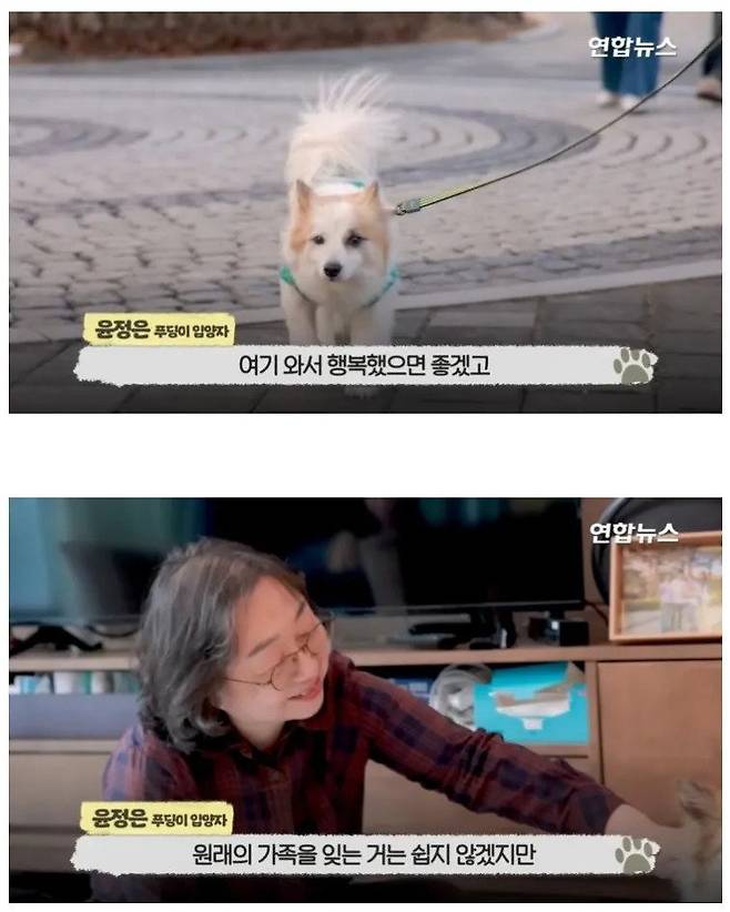 제주항공 사고로 온가족을 모두 잃은 강아지 근황
