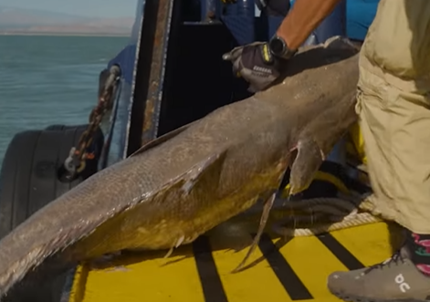부레가 제거된 채 버려진 토토아바.[Sea Shepherd 유튜브 갈무리]
