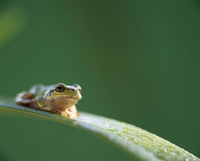 환경부 소속 국립생물자원관은 개구리 소리를 비롯한 양서류 24종의 울음소리 등 생태 정보를 제공한다고 5일 밝혔다. 사진은 기사의 특정 사실과 관련 없음. 이미지투데이
