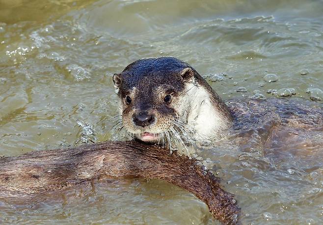 물속에서 헤엄치는 수달 [사진/임헌정 기자]