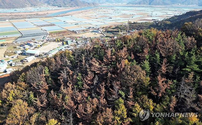 지난해 11월 밀양시 일대 소나무재선충병 걸린 소나무 [연합뉴스 자료사진]