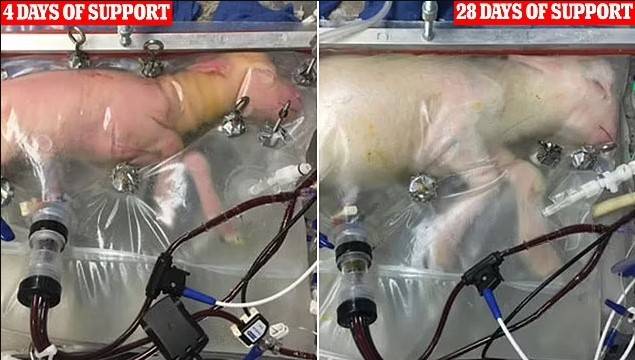 300번 이상의 실험에서 인공 자궁이 조산된 새끼 양을 4주간 생존시키는 데 성공했다. [사진=필라델피아 어린이병원 인공자궁 실험]