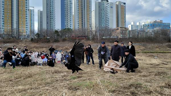 6일 오전 울산 태화강 삼호섬 하중도에서 울산야생동물구조관리센터, 울산독수리학교 참가자와 운영 단체(녹색에너지촉진시민포럼) 관계자 등 40명이 지켜보는 가운데 독수리 2개체가 자연으로  방사되고 있다. 울산시 제공