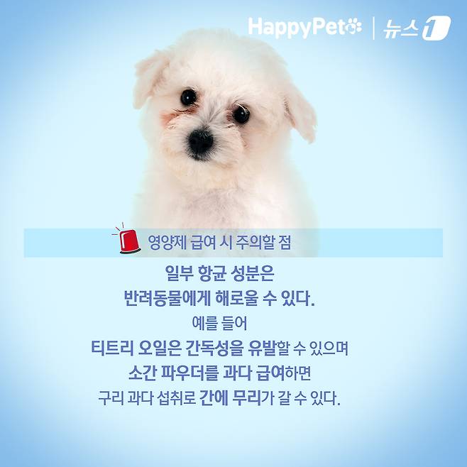 ⓒ News1 김초희 디자이너