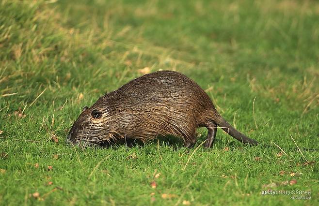 뉴트리아. 사진=게티이미지코리아