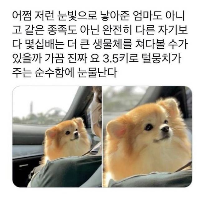 Internet_20250307_071937_5.jpeg 강아지에게 받는 완전무결한 사랑