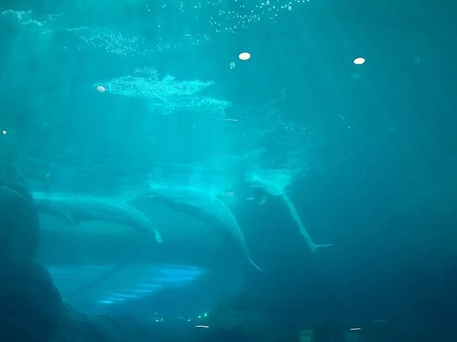 KakaoTalk_20250307_054834694.jpg [여행기]44일간 미국여행 32~33 / 애틀란타