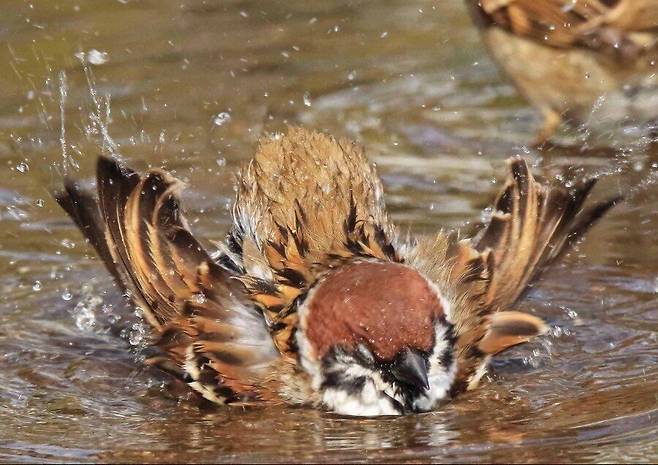 한겨울에 목욕하는 참새를 본 동박새