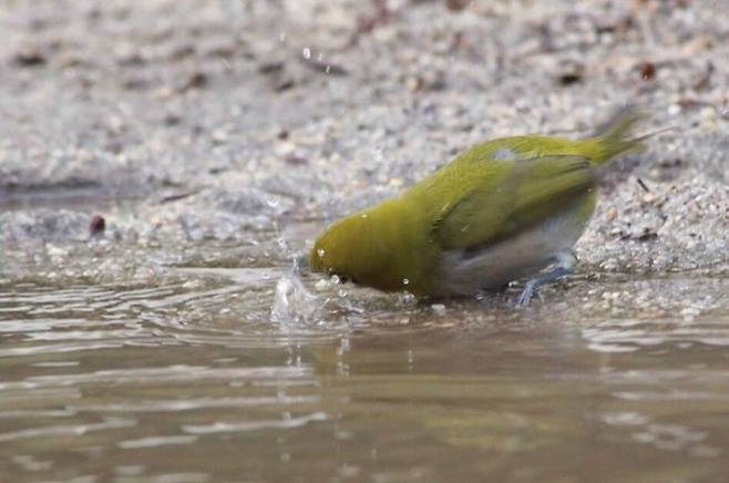 한겨울에 목욕하는 참새를 본 동박새