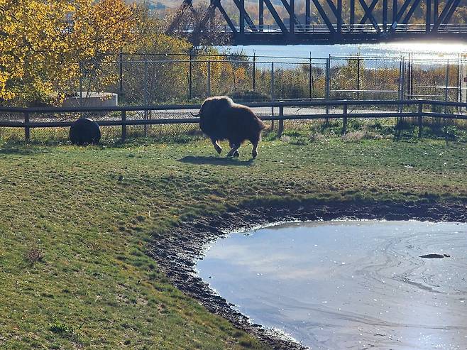 캘거리 동물원 무스콕