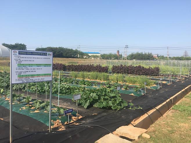 충남도 농업기술원의 아열대 작물 전시포.[헤럴드DB]