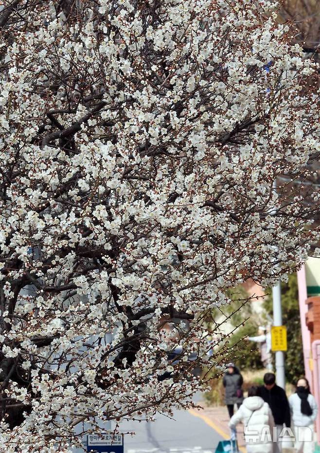 [부산=뉴시스] 하경민 기자 = 완연한 봄 날씨를 보인 7일 부산 수영구의 한 주택가에 매화꽃이 활짝 펴 시민들의 눈길을 사로잡고 있다. 2025.03.07. yulnetphoto@newsis.com