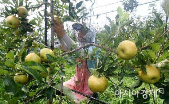 경기 화성시 경기도농업기술원 과수원에서 재배 중인 사과. 기사 중 특정 표현과 관련 없음. 아시아경제DB