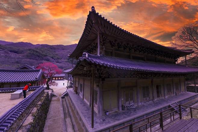 전남 구례 화엄사의 매화 사진 콘테스트 역대 당선작 중 하나. 올해는 이달 10~30일 사진 촬영 행사를 진행한다. / 화엄사